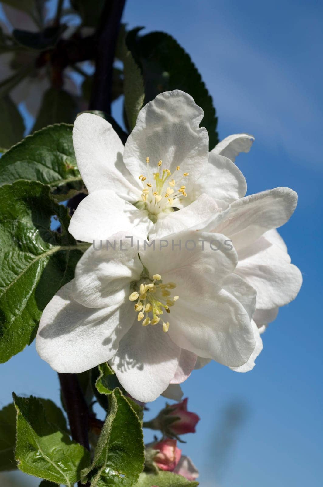 Apfelblueten