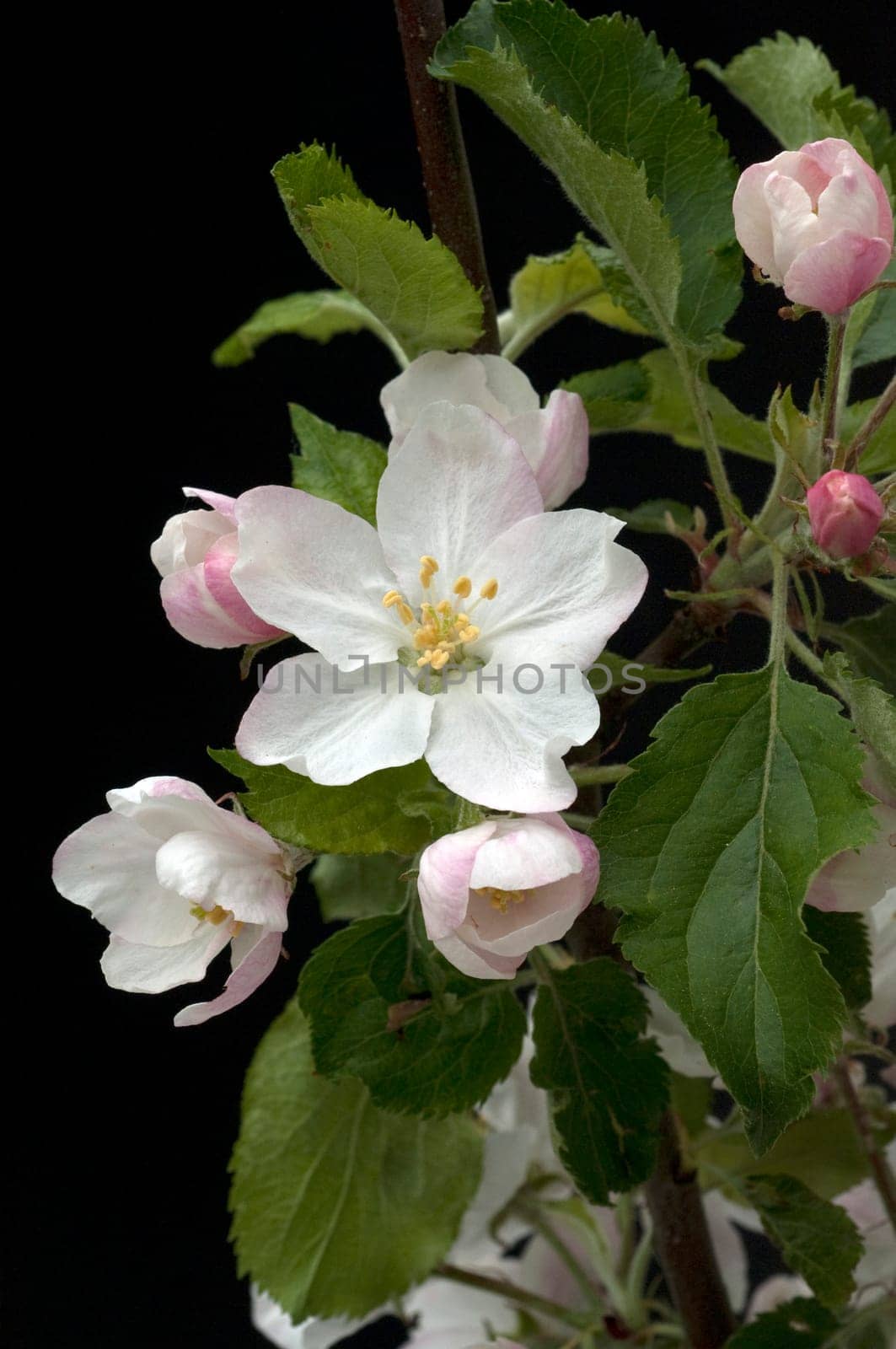 Apfelbluete  Apfelblueten  Malus, Apfelbaumblueten