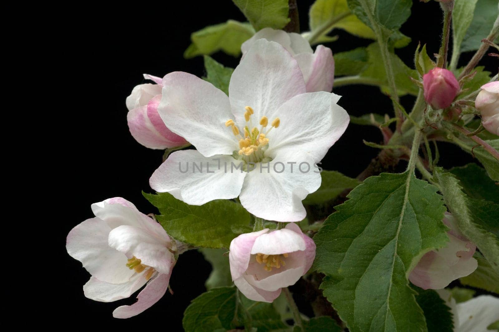 Apfelbluete  Apfelblueten  Malus, Apfelbaumblueten