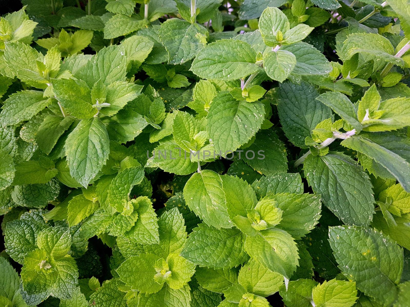 Apfelminze  Pfefferminze  Mentha, suaveolens