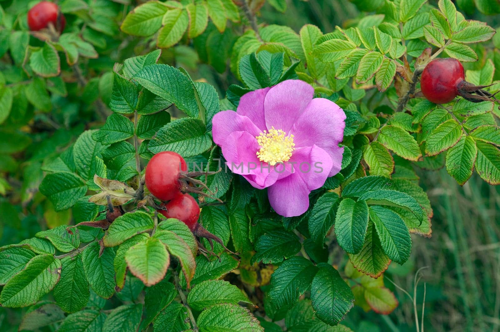 Apfelrose, Rugosa-Rose, Rosa rugosa, Wildrose