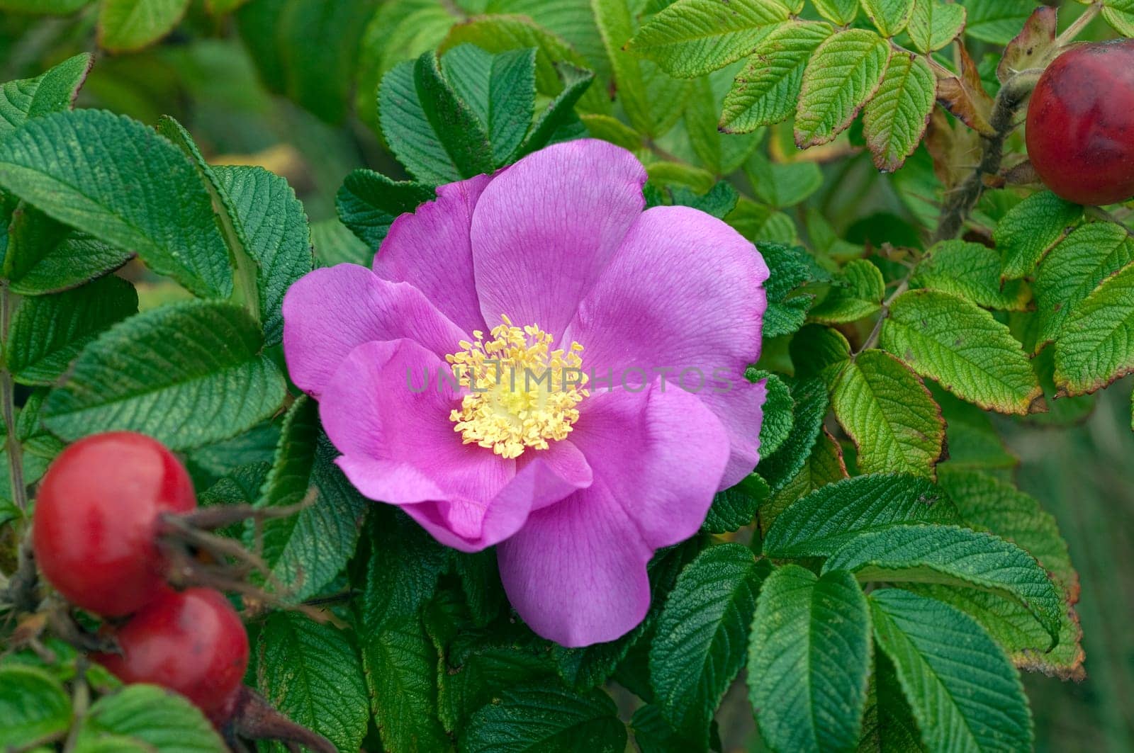 Apfelrose, Rugosa-Rose, Rosa rugosa, Wildrose