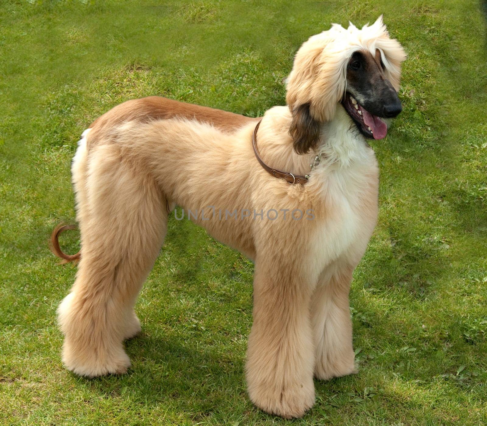 Afghanischer  Windhund