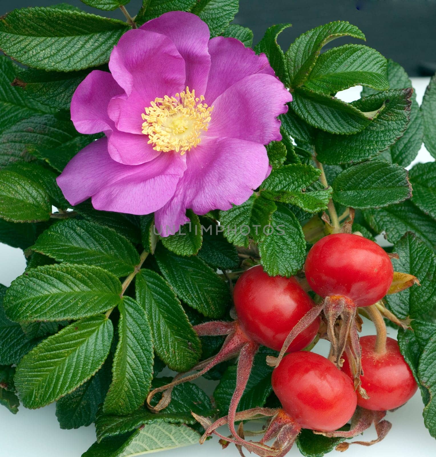 Apfelrose, Rugosa-Rose, Rosa rugosa, Wildrose