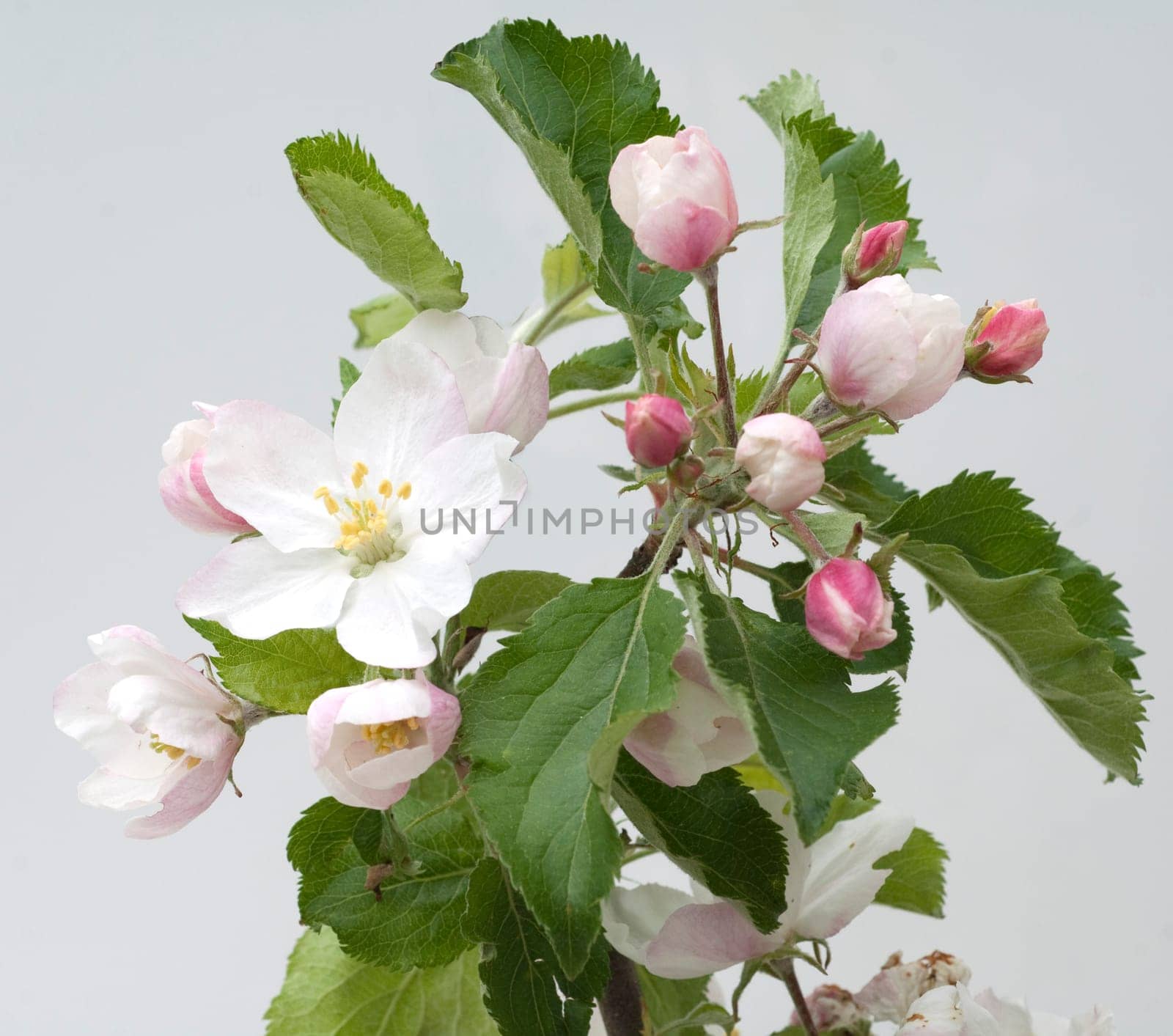 Apfelbluete  Apfelblueten  Malus, Apfelbaumblueten