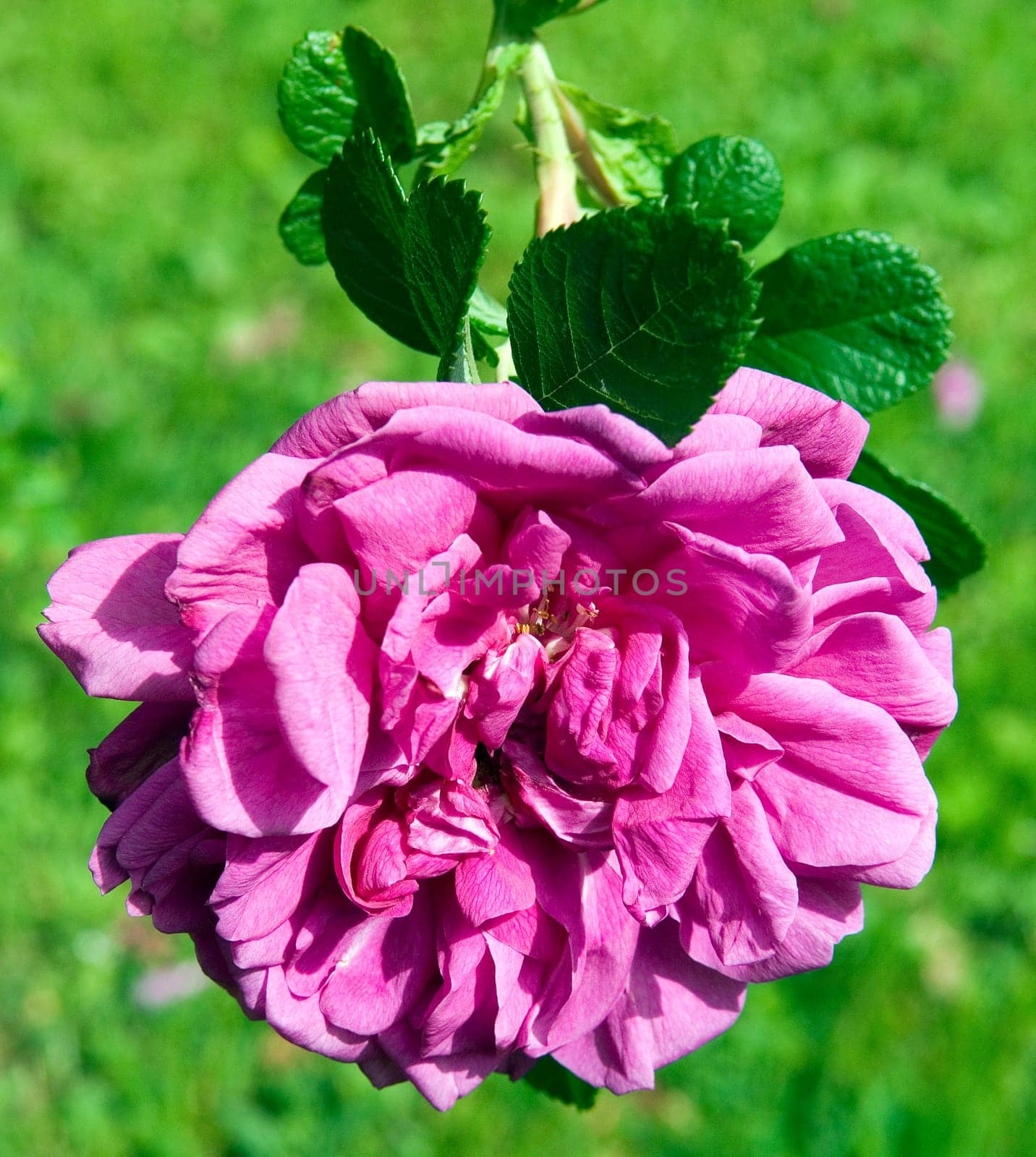 Apfelrose  Rosa rugosa  Hansa