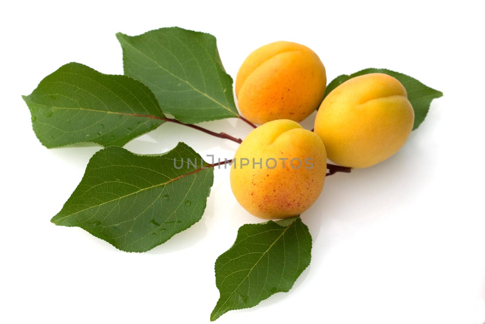 Aprikose, Prunus armeniaca, Heilpflanzen, Fruechte, Obst