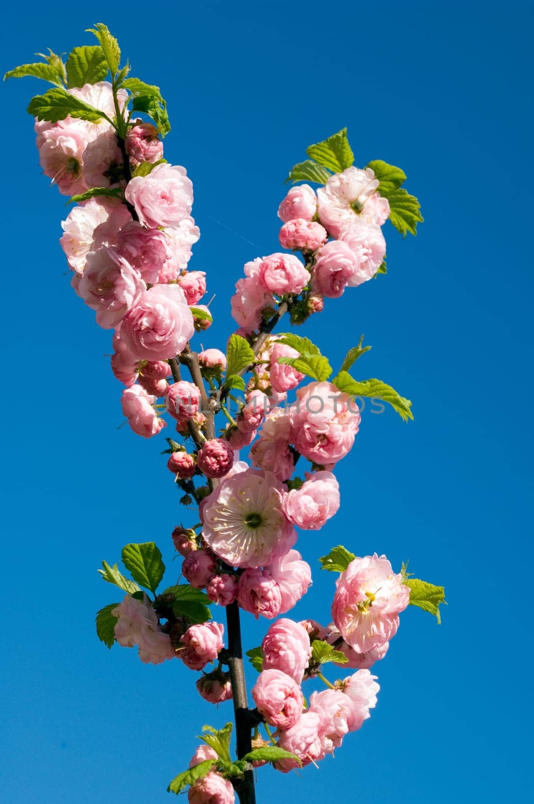 Aprikosebluete  Prunus armeniaca