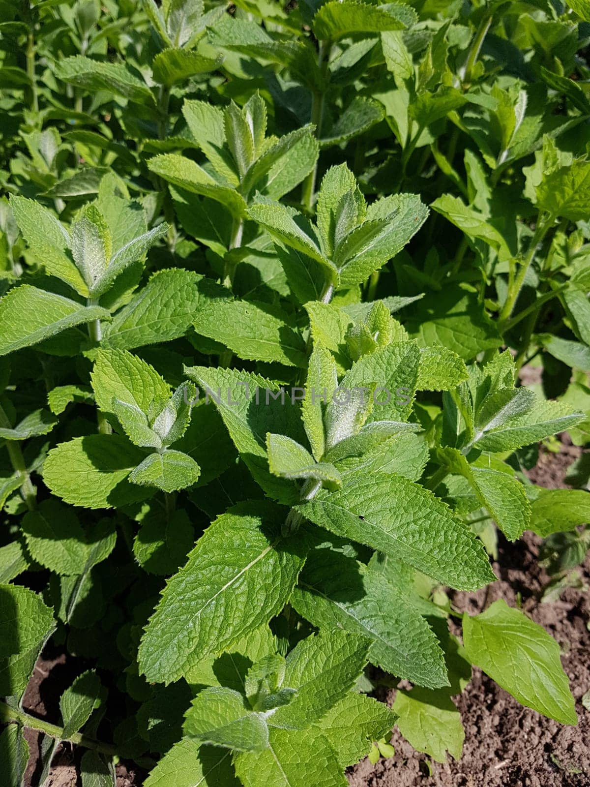 Apfelminze  Pfefferminze  Mentha, suaveolens