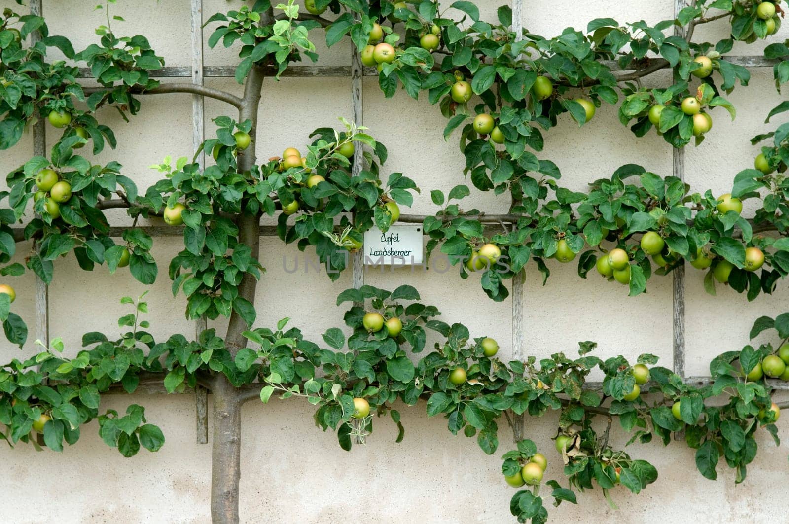 Apfel  Landsberger, Spalier