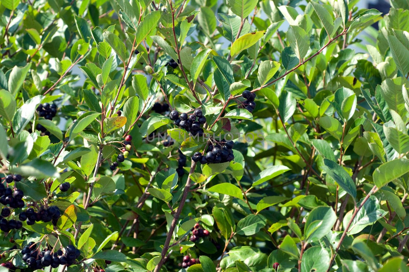 Apfelbeere  Aronia  Schwarze  Apfelbeeren  Zwergvogelbeere
