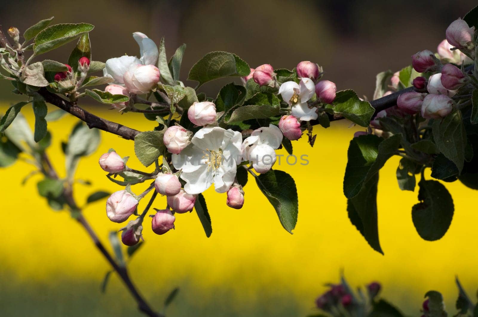 Apfelblueten  Malus