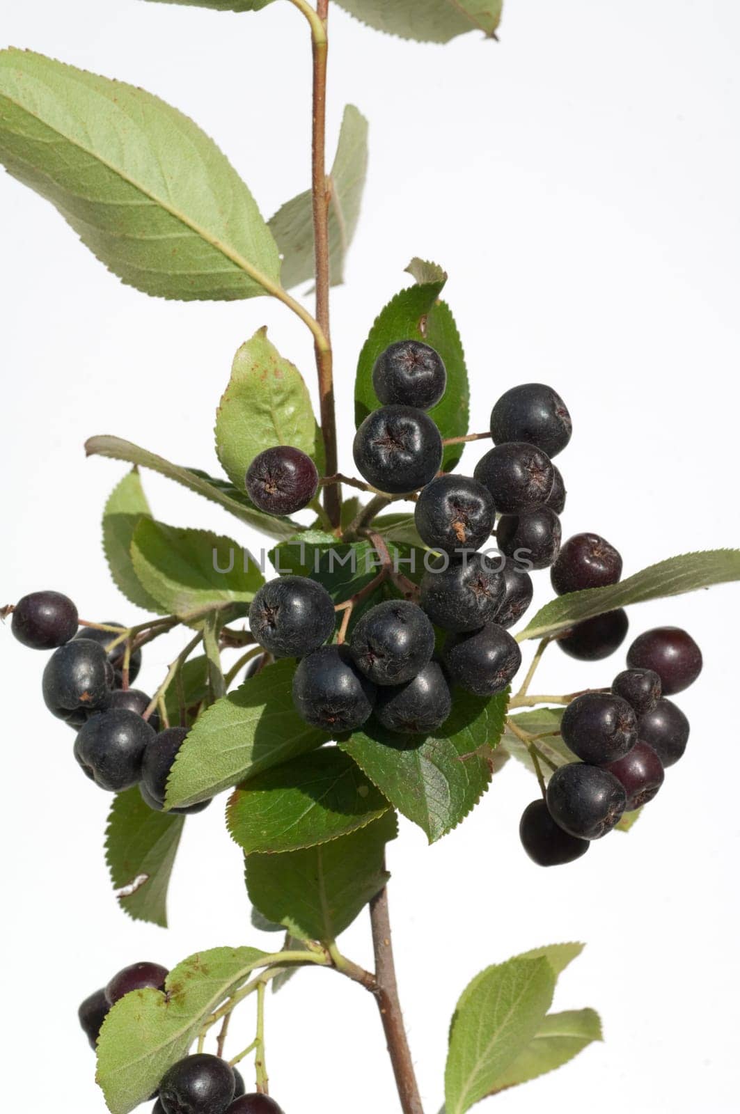 Apfelbeere  Aronia  Schwarze