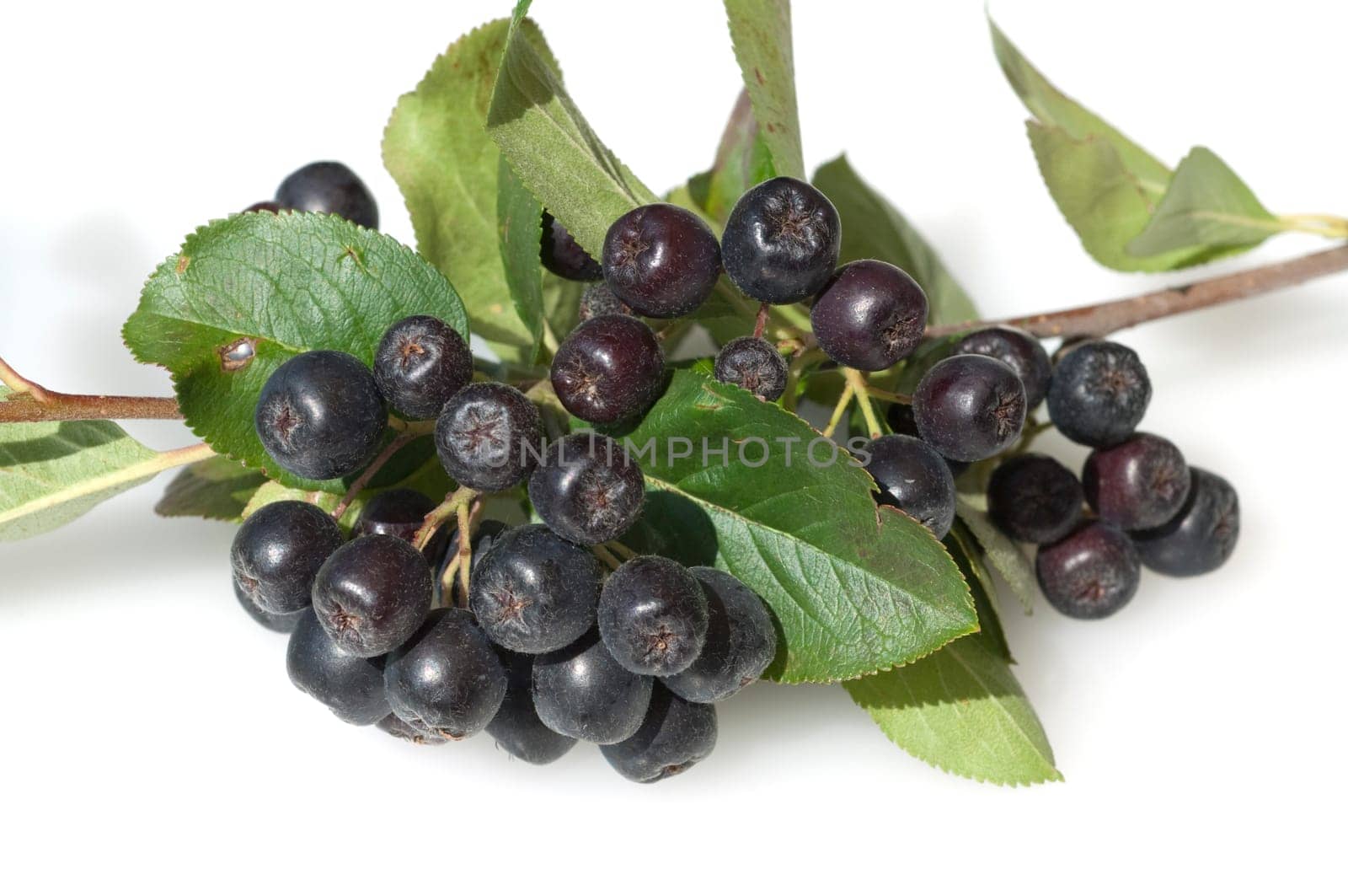 Apfelbeere  Aronia  Schwarze