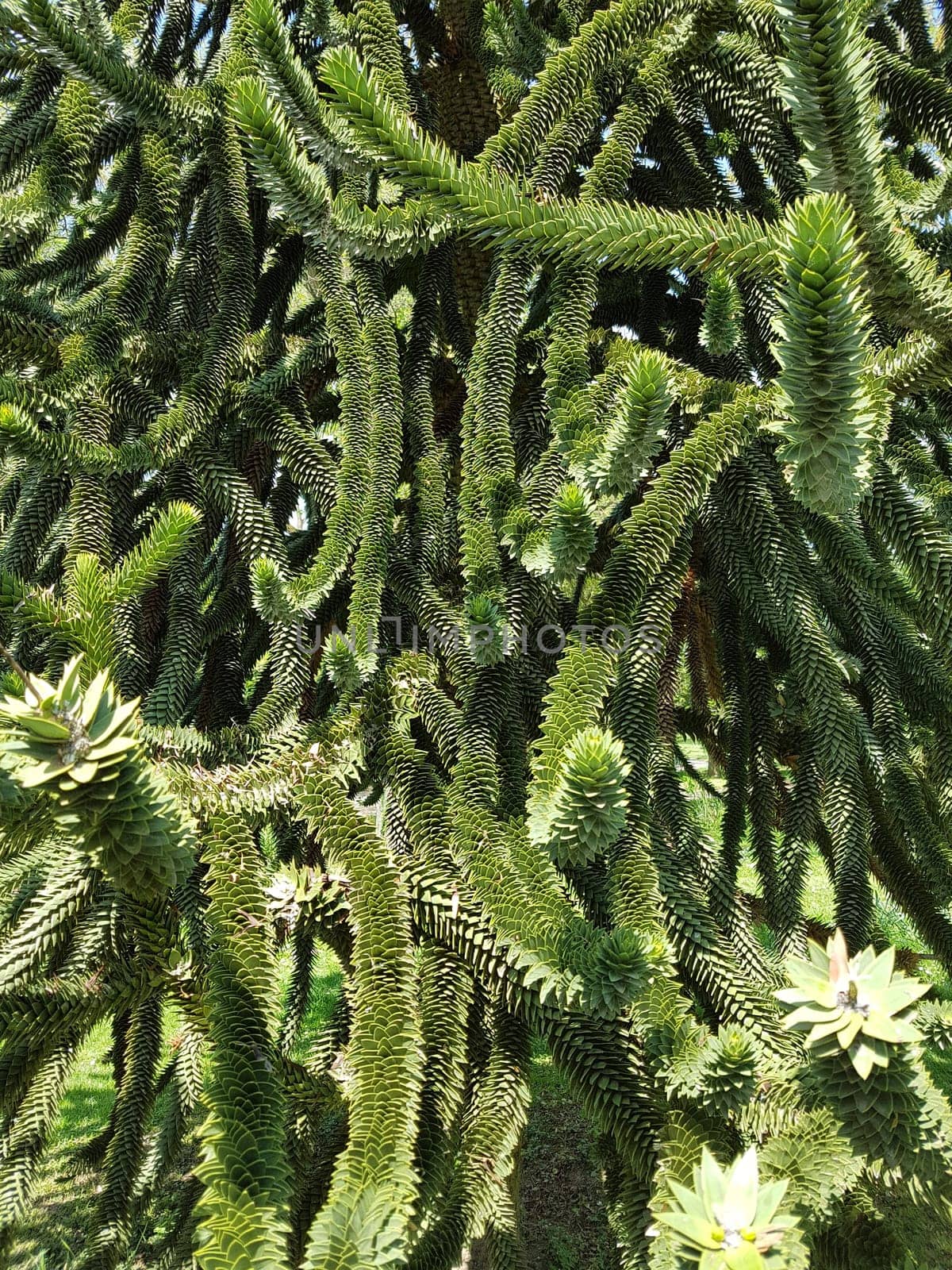 Araucaria