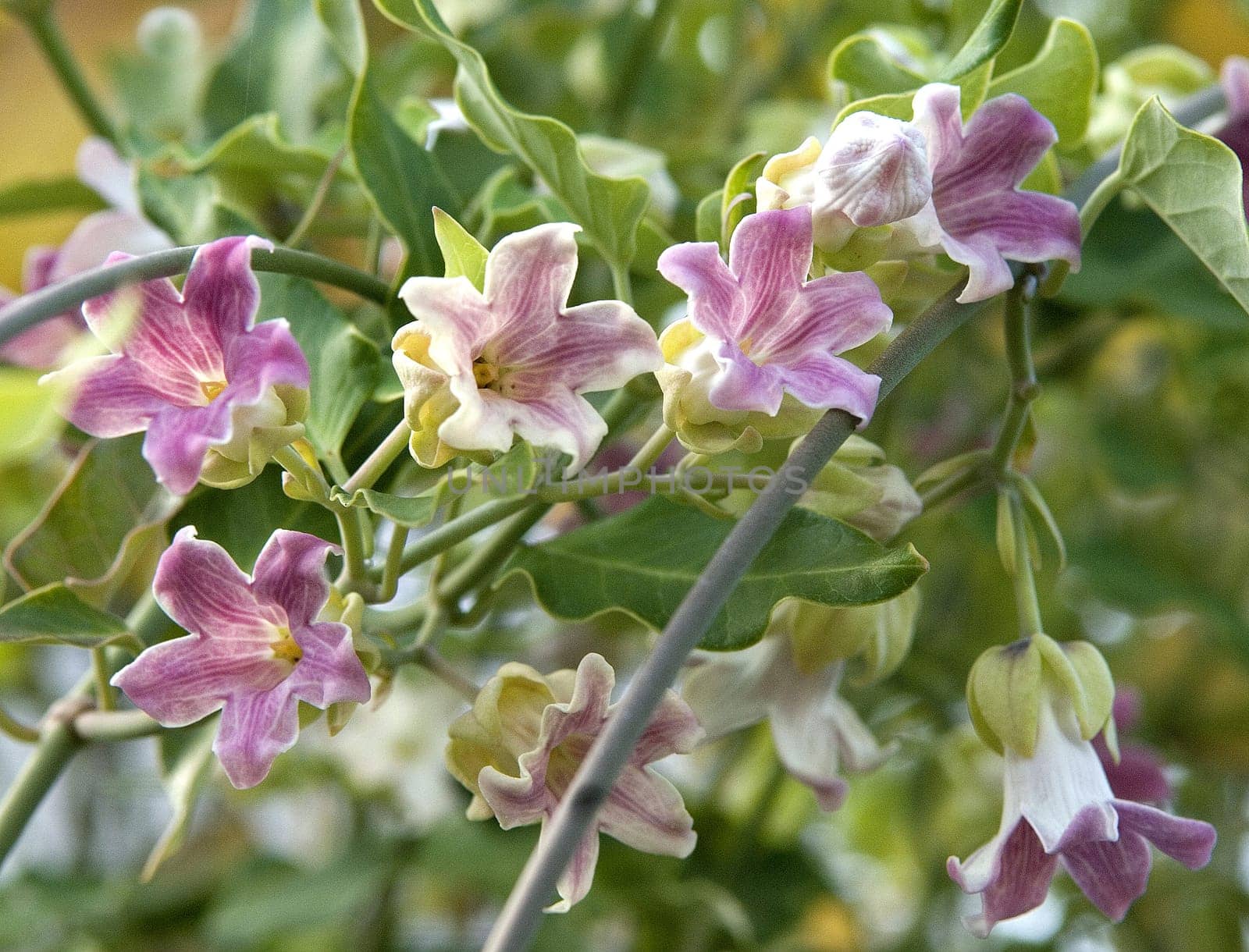 Araujia sericifera