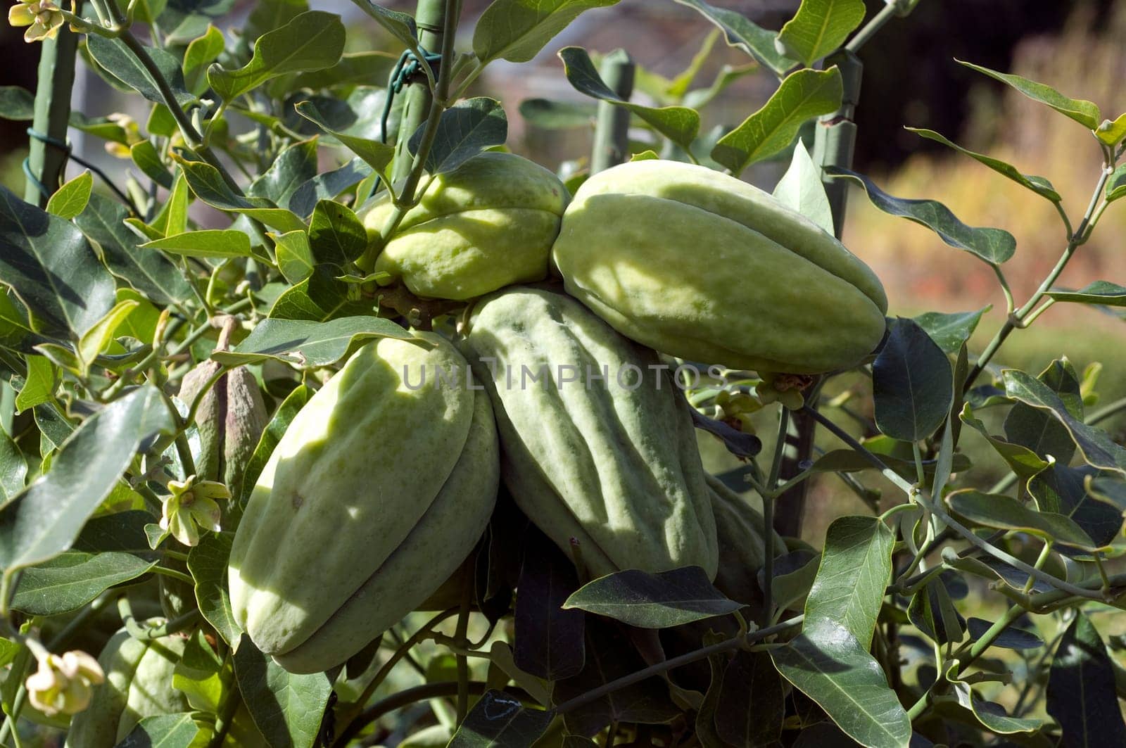 Araujia   Araujia Sericifera