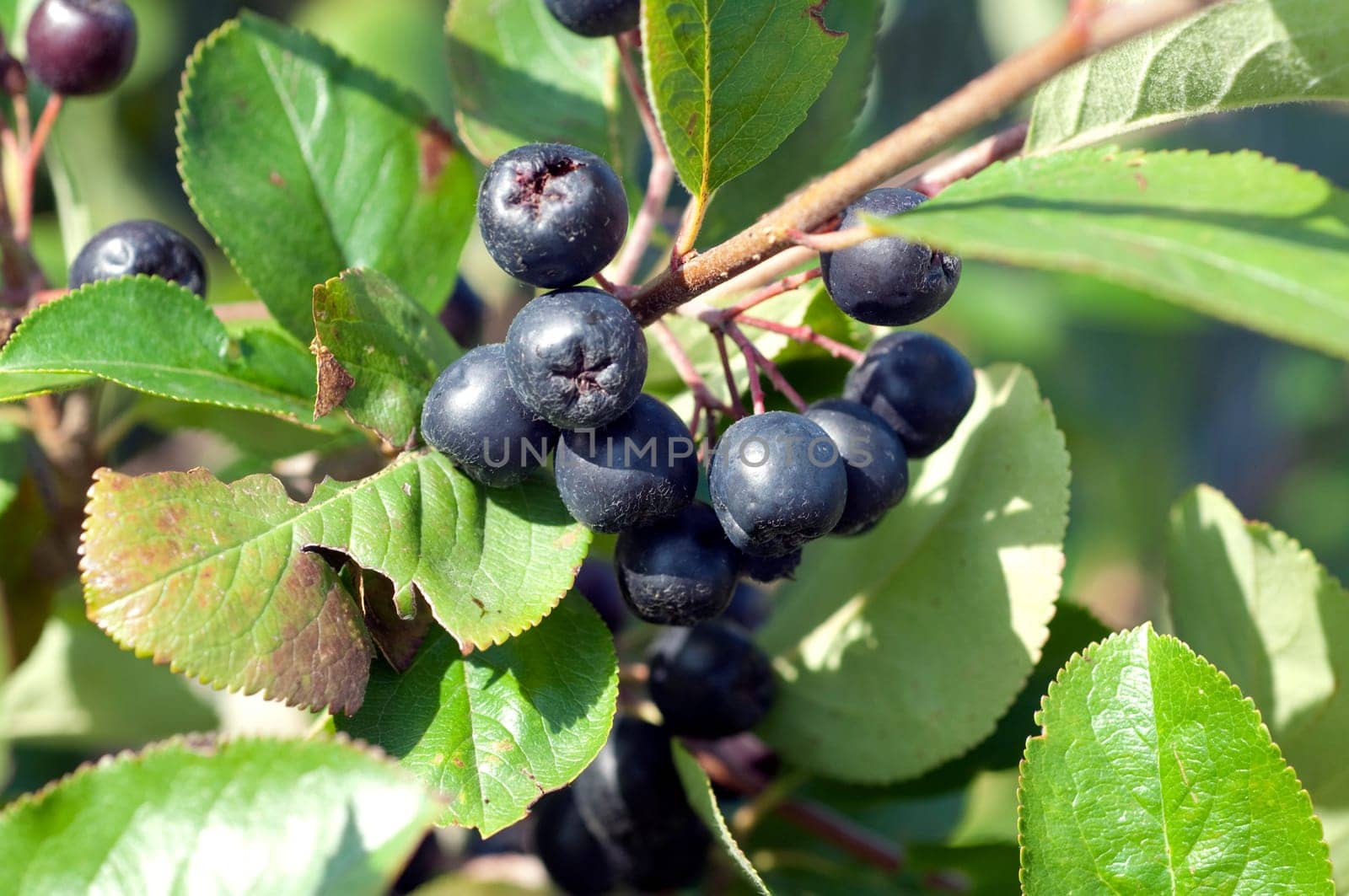 Apfelbeere  Aronia  Schwarze  Apfelbeeren  Zwergvogelbeere