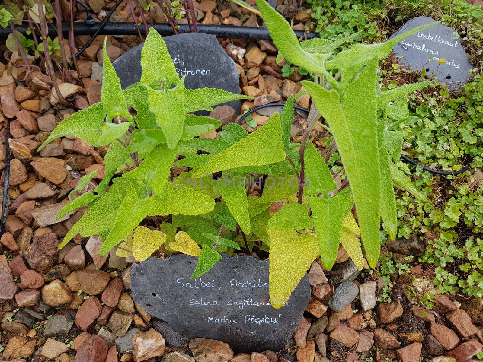 Architekten-Salbei, Salvia sagittarifolia, Machu Picchu, ist eine wichtige Heilpflanze und eine Duftpflanze mit blauen Blueten. Sie ist eine schoene Staude und wird auch in der Kueche als Gewuerz verwendet. Architect's sage, Salvia sagittarifolia, Machu Picchu, is an important medicinal plant and aromatic plant with blue flowers. It is a beautiful perennial and is also used in the kitchen as a seasoning.