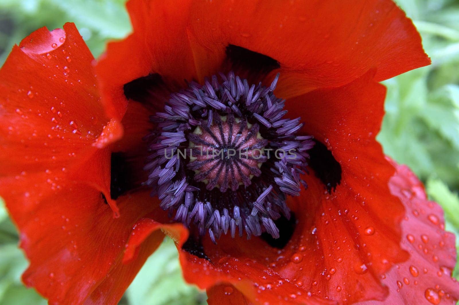 Armenischer Mohn  Mohn  Papaver bracteatum