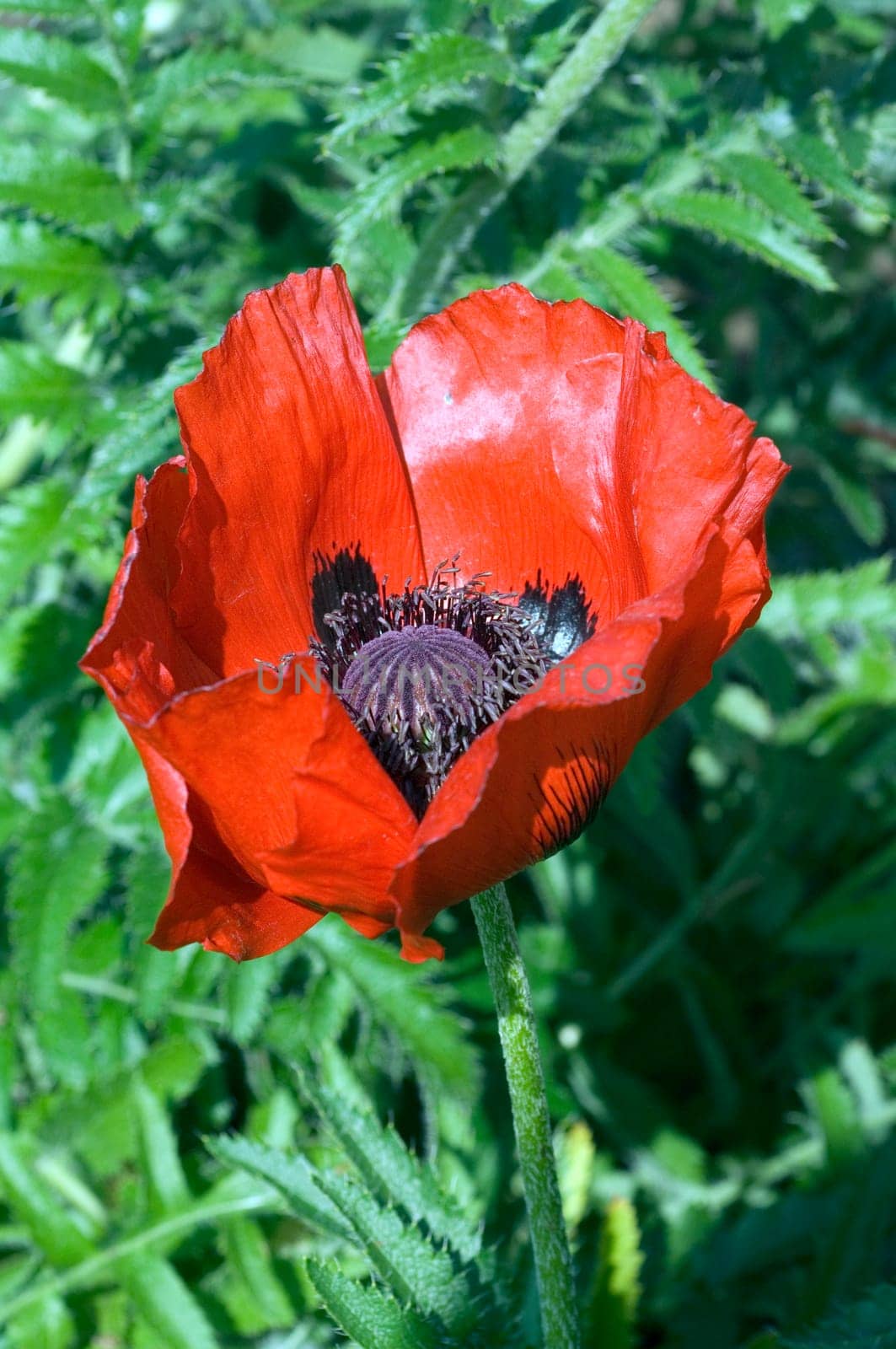 Armenischer Mohn  Papaver bracteatum