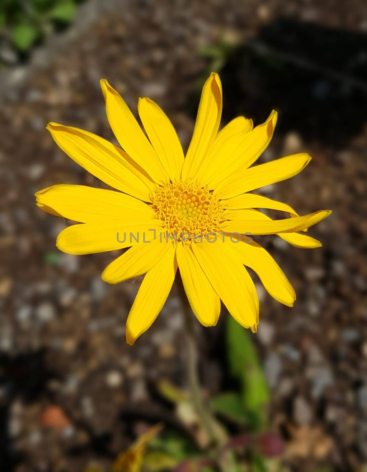 Arnika  Arnica, montana, Heilpflanze