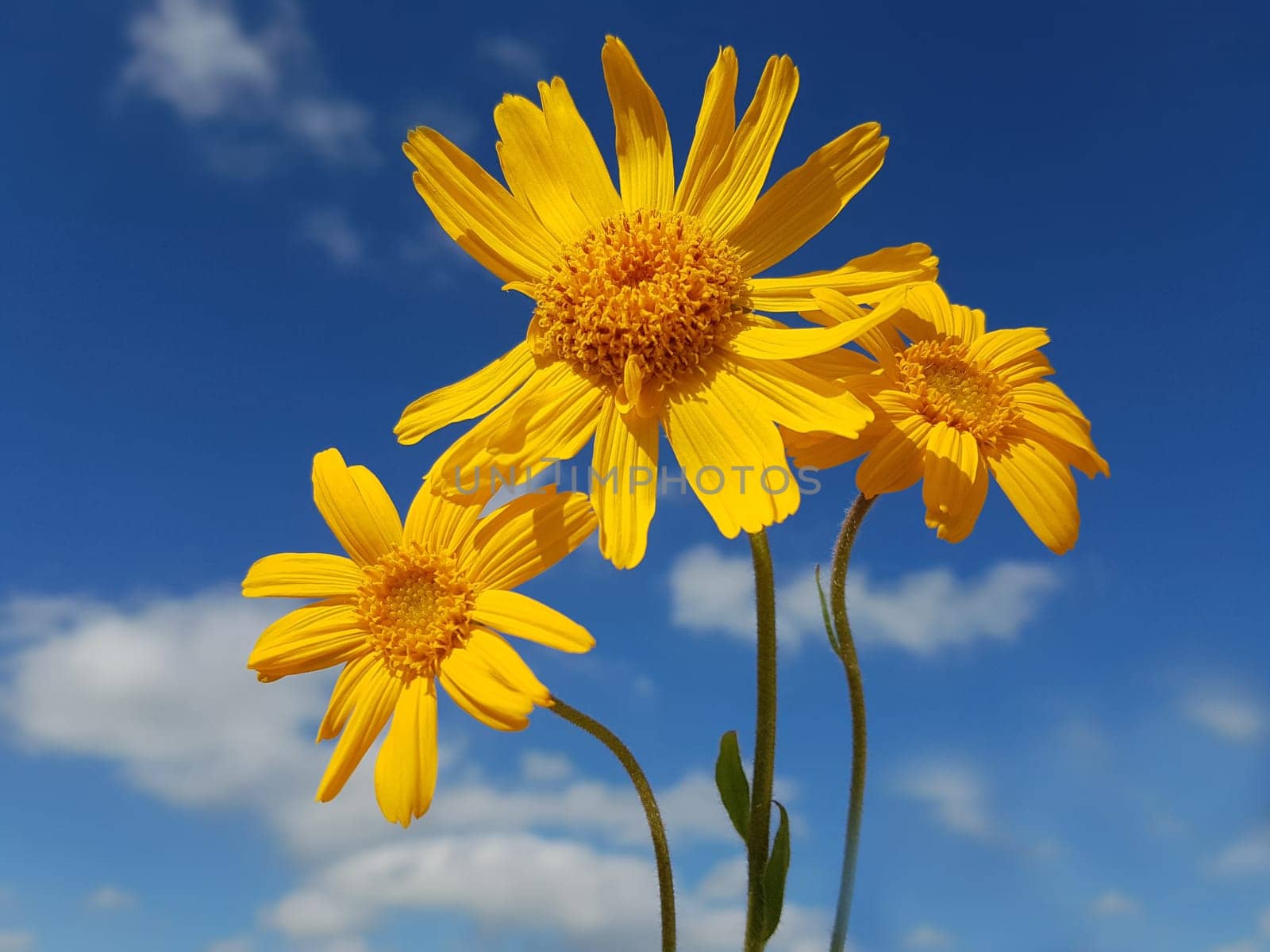 Arnika  Arnica, montana, Heilpflanze