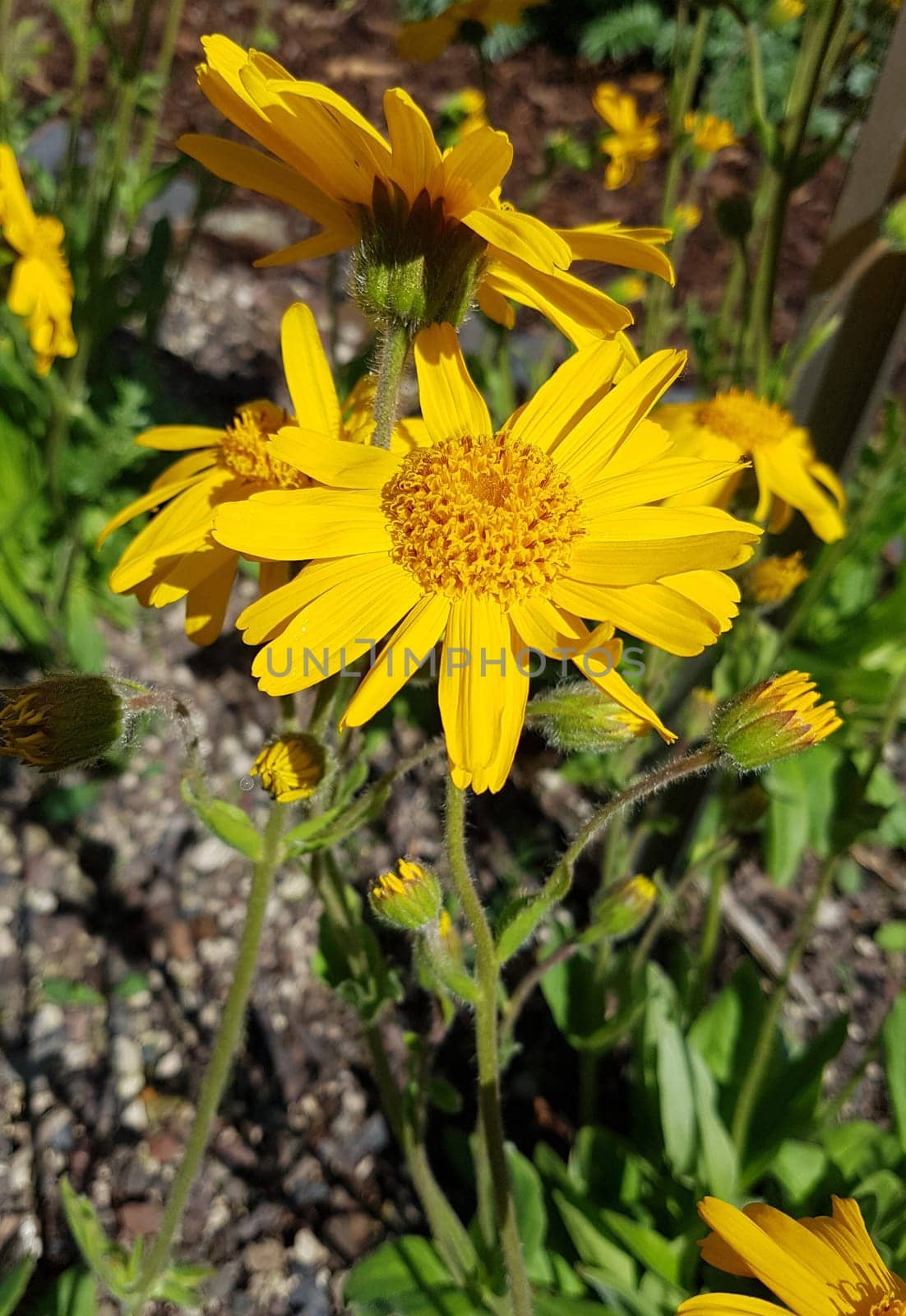 Arnika  Arnica, montana, Heilpflanze