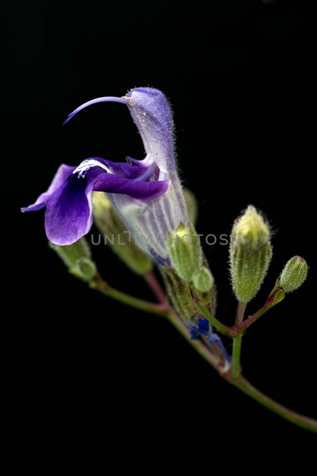 Armleuchter-Salbei, Salvia candelabrum, Heilpflanzen