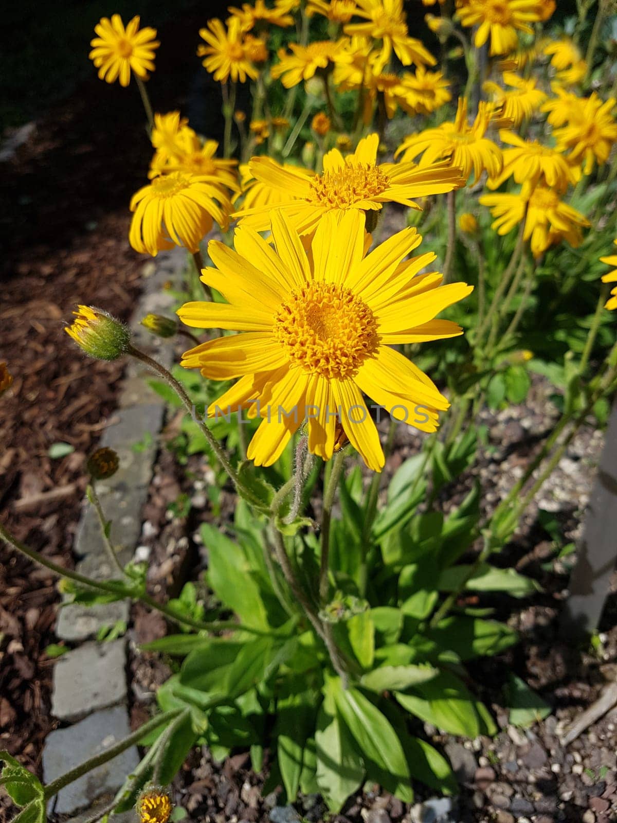 Arnika  Arnica, montana, Heilpflanze