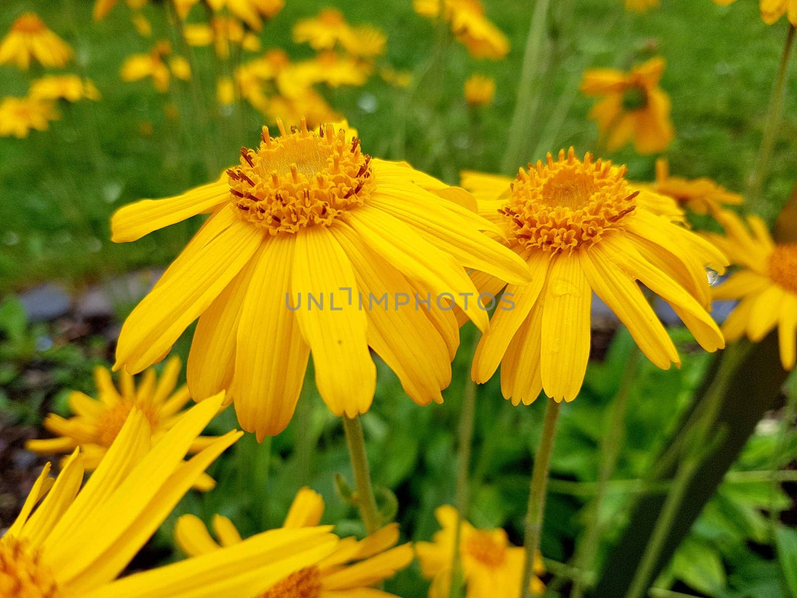 Arnika, Arnica, montana