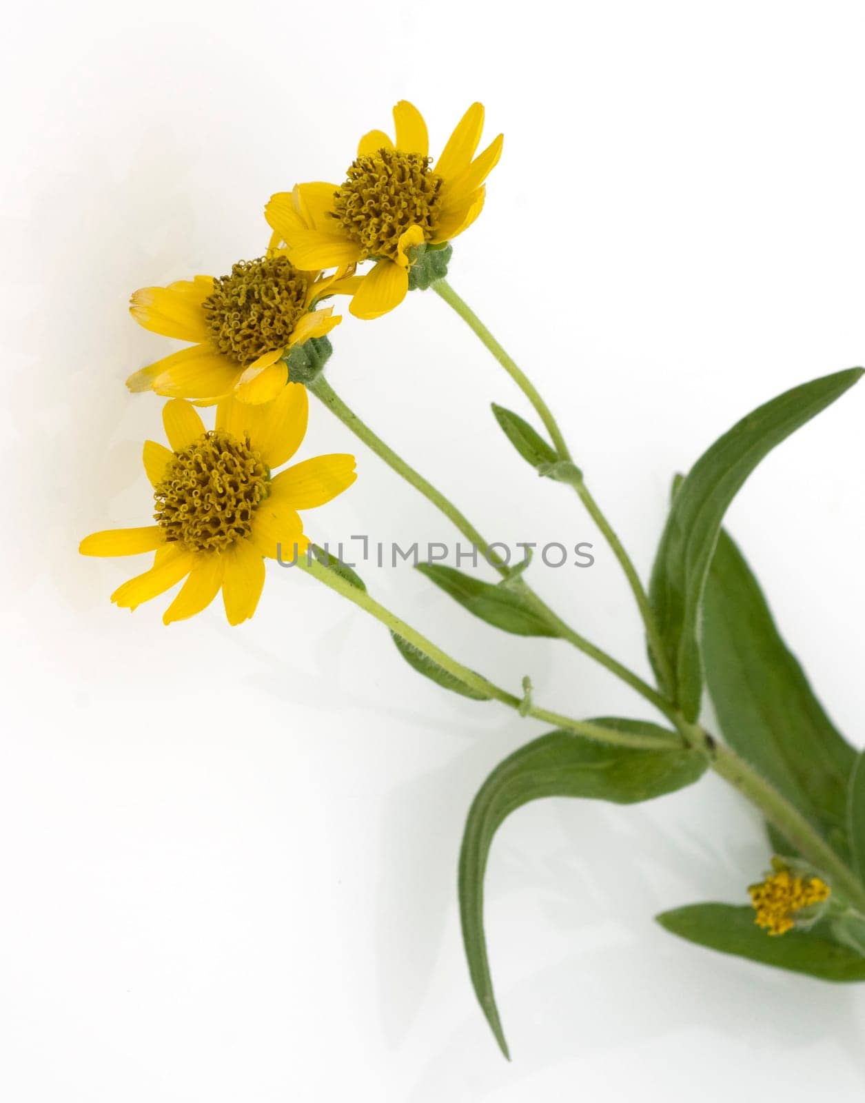 Arnika, Arnica chamissonis