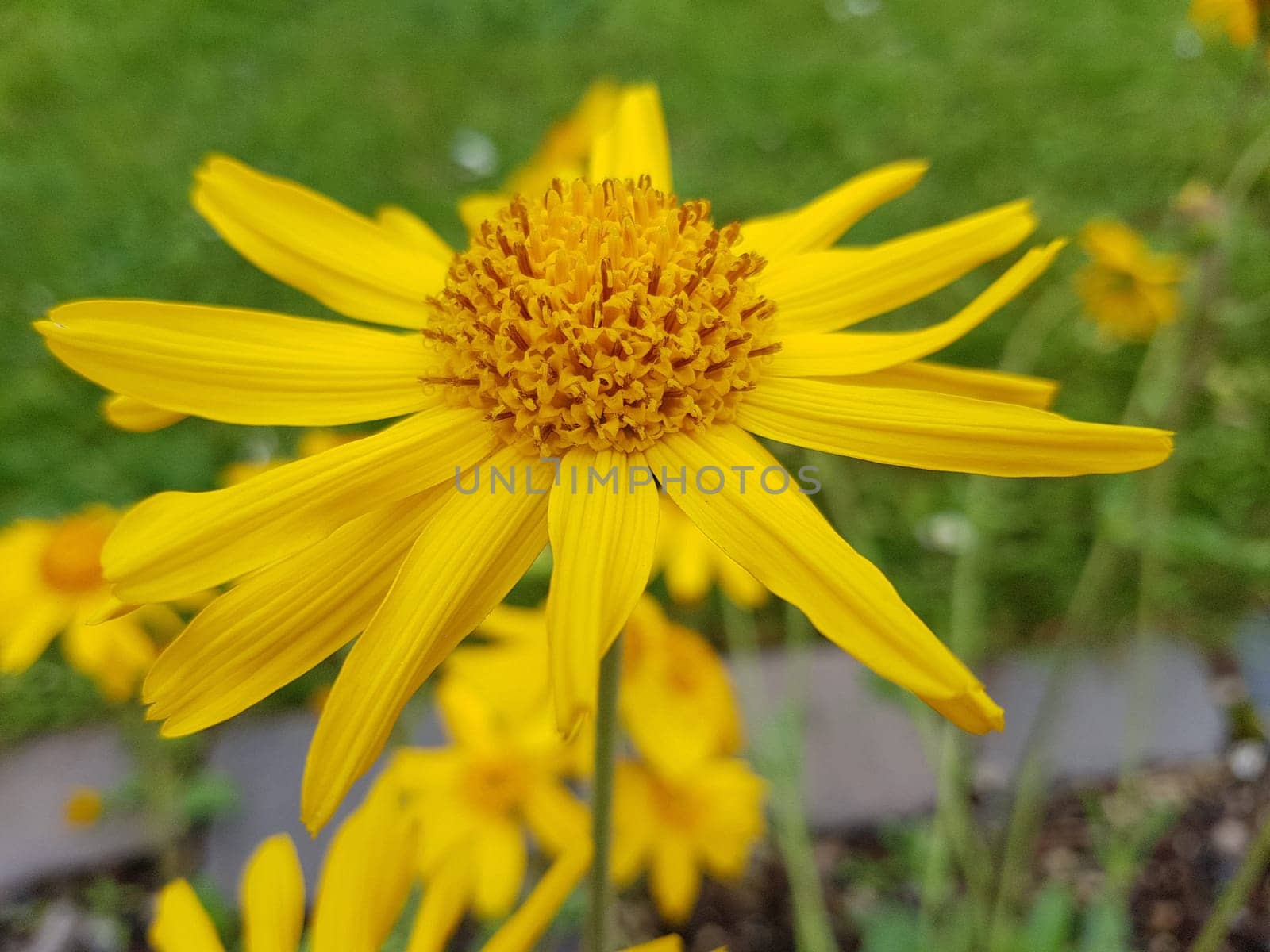 Arnika, Arnica, montana