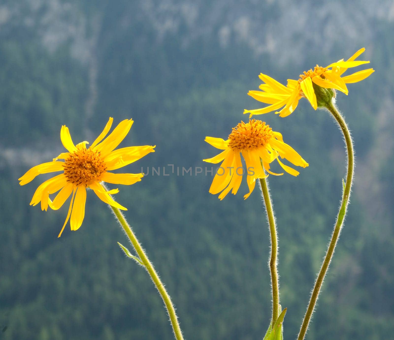 Arnika, Arnica montana