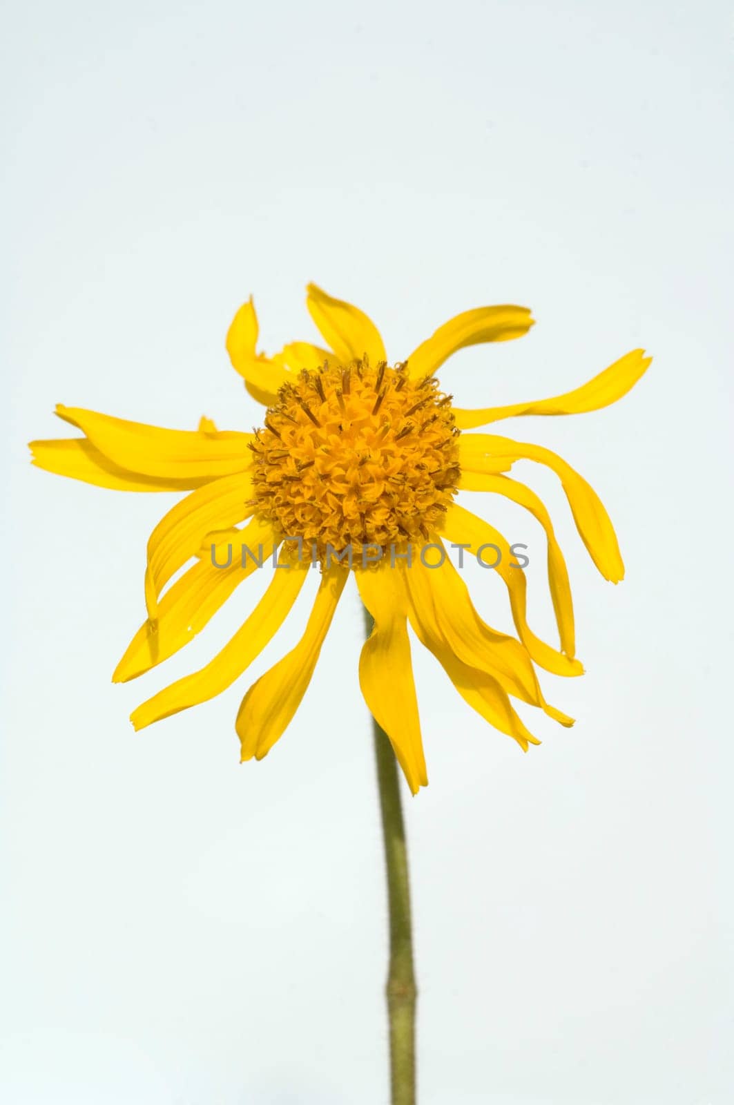 Arnika, Arnica montana