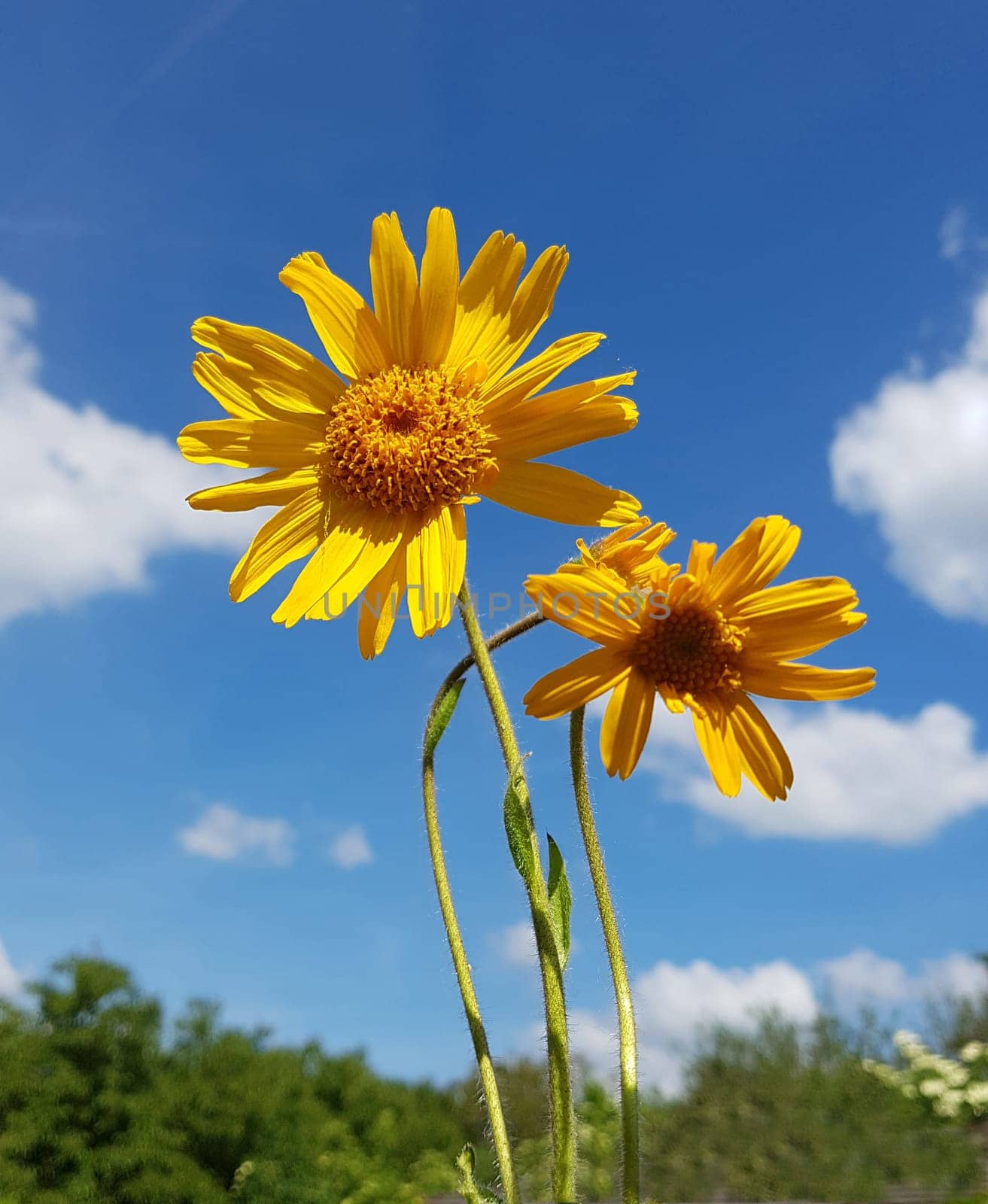 Arnika  Arnica, montana, Heilpflanze