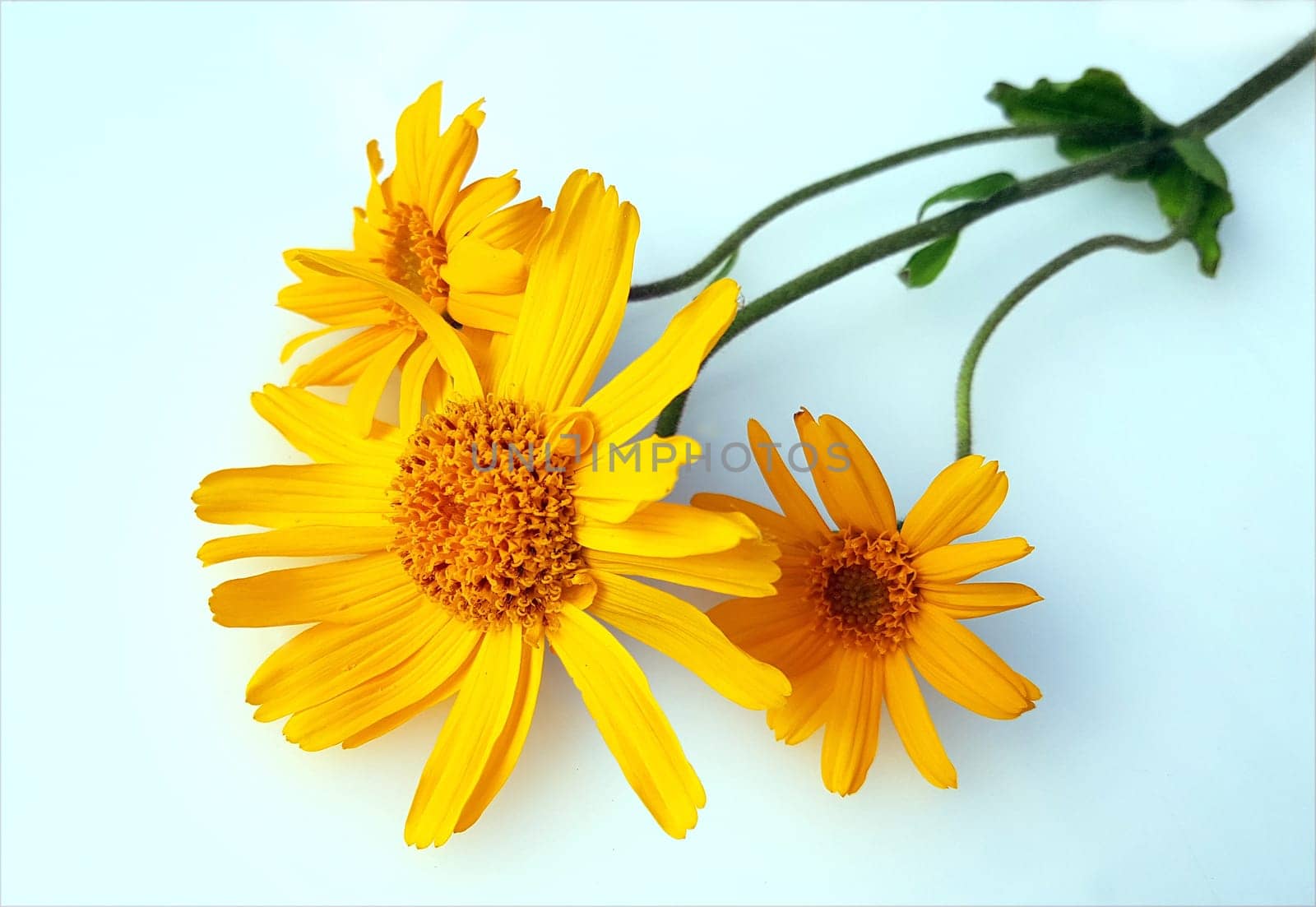 Arnika  Arnica, montana, Heilpflanze