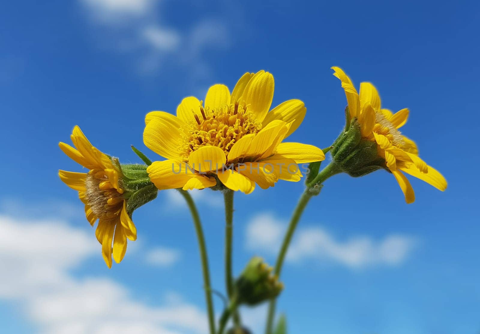 Arnika  Arnica chamissonis  Wiesenarnika