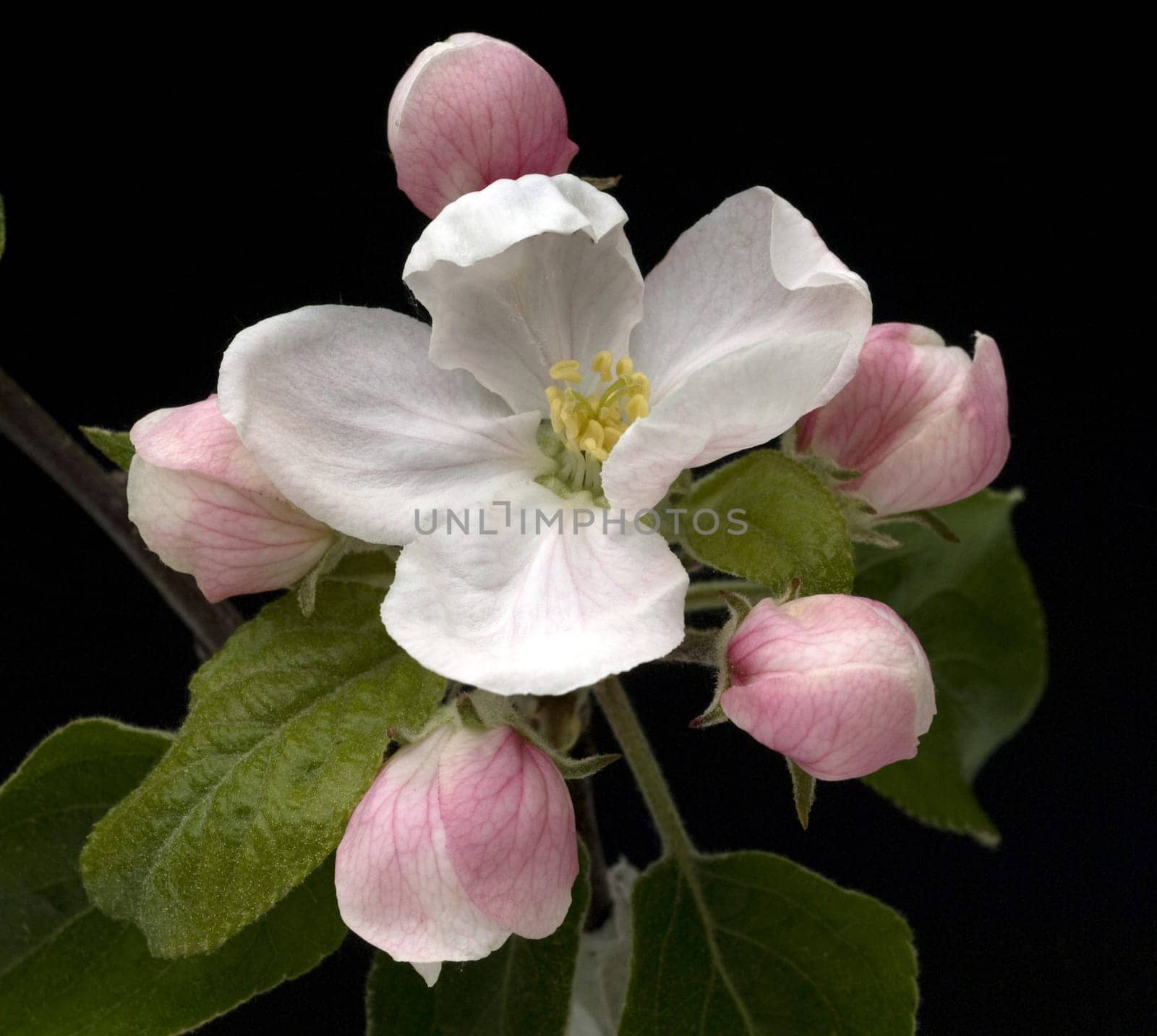 Apfelbluete, Malus, domestica