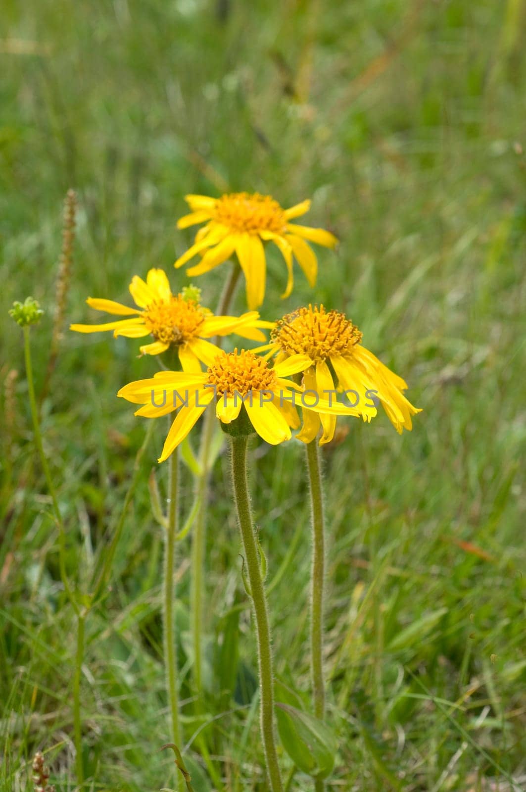 Arnika, Arnica montana