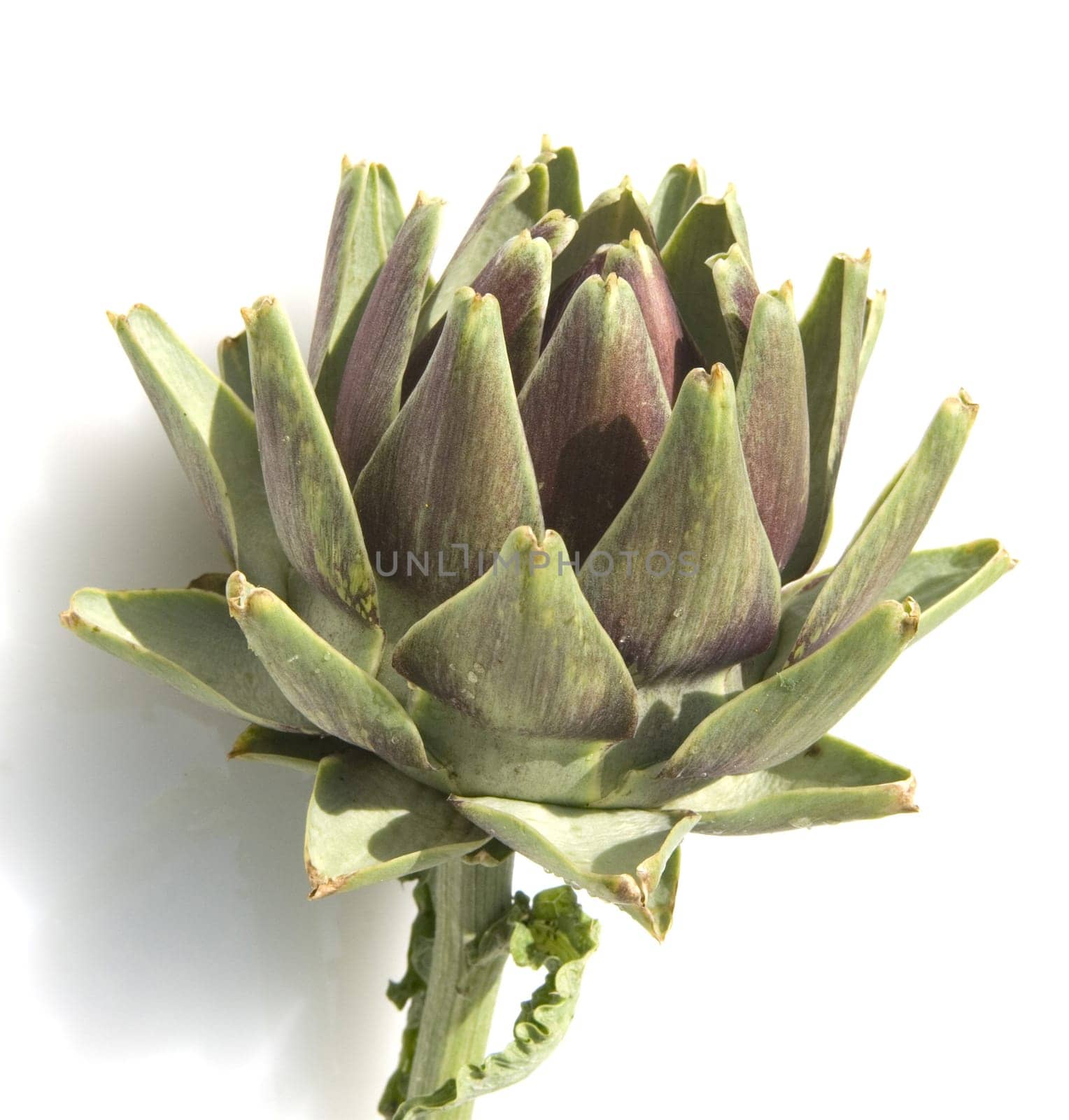 Artischocke, Cynara scolymus
