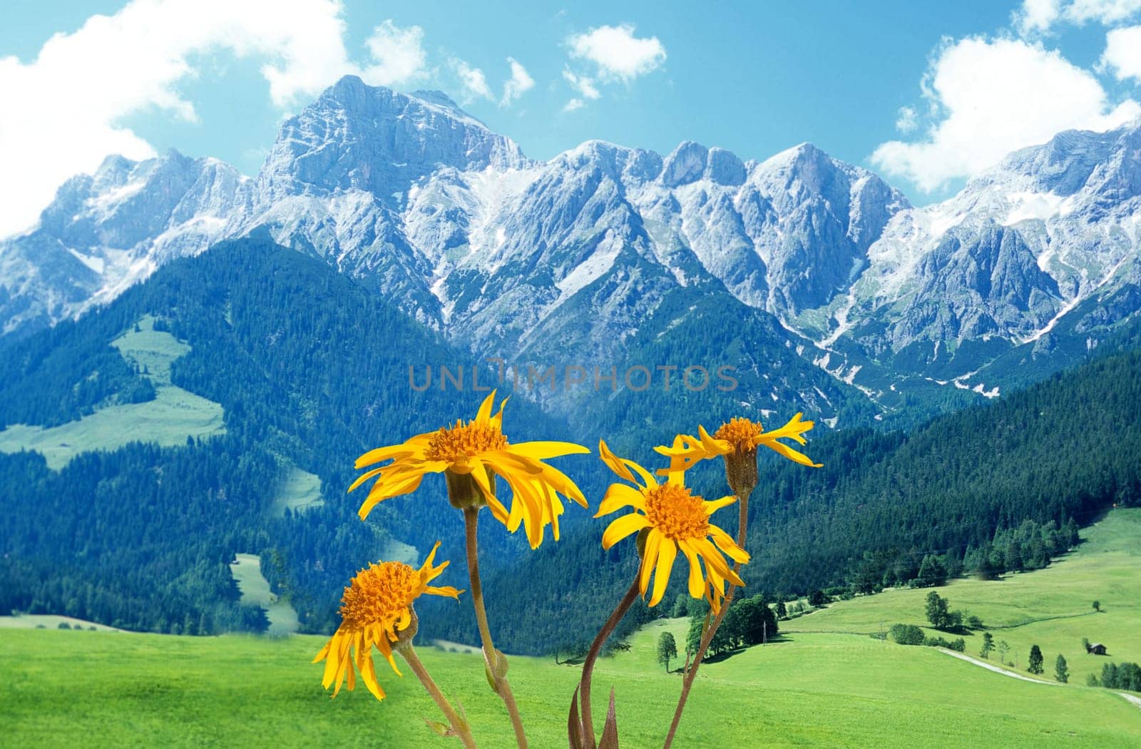 Arnika  Arnica montana  Gebirgspflanze