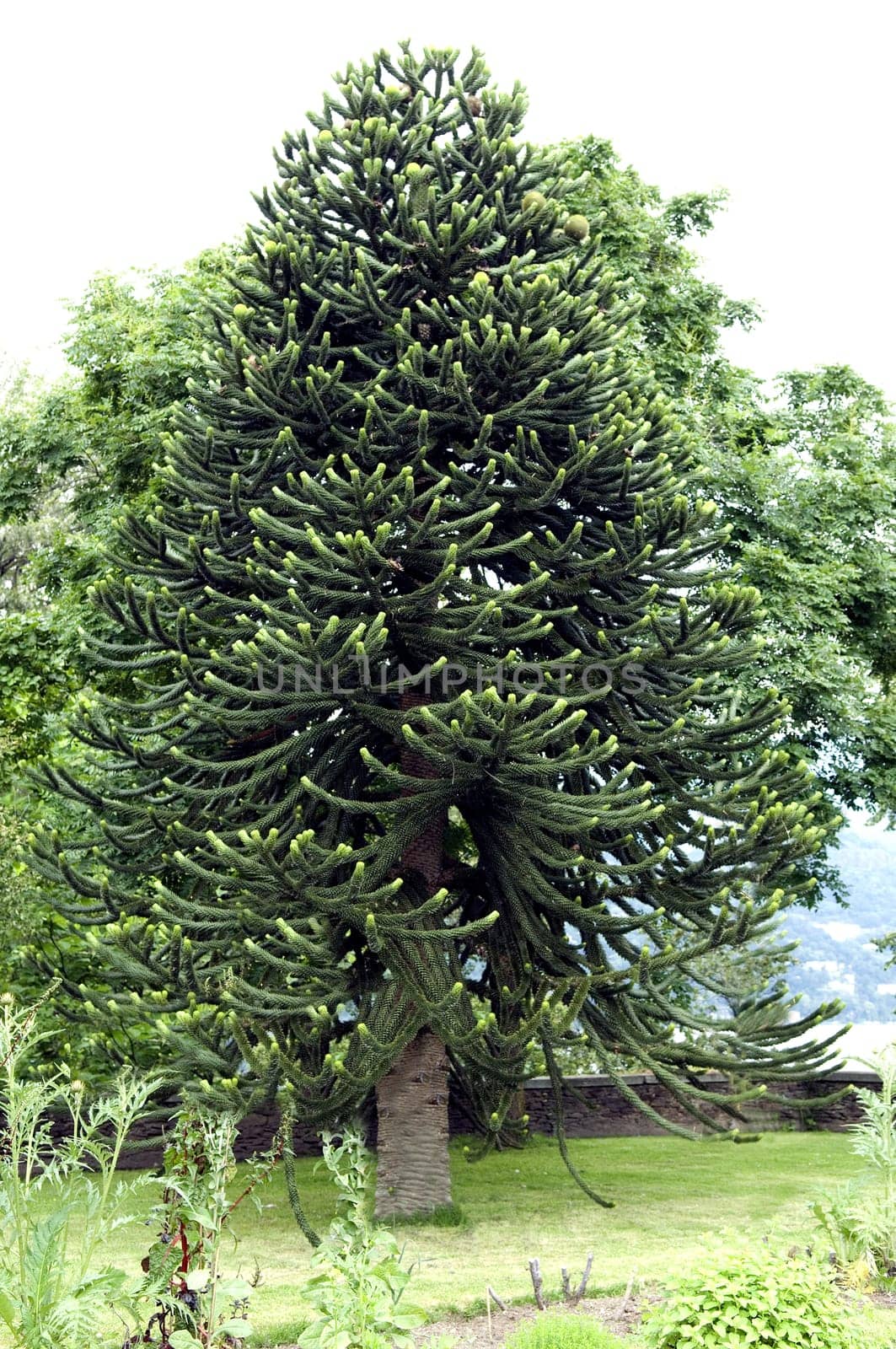 Araucaria araucana