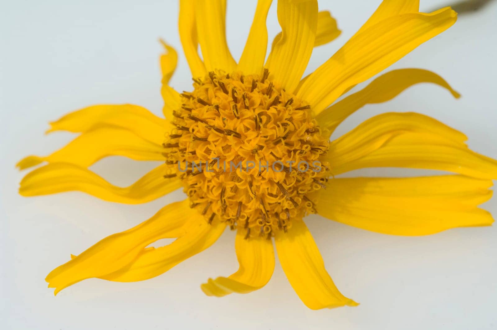 Arnika, Arnica montana