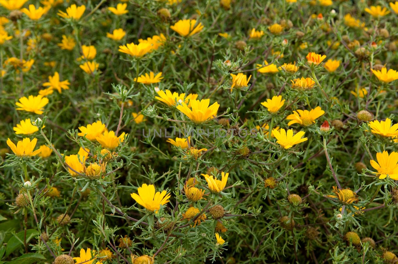 Arabische Ringelblume  Cladanthus arabicus
