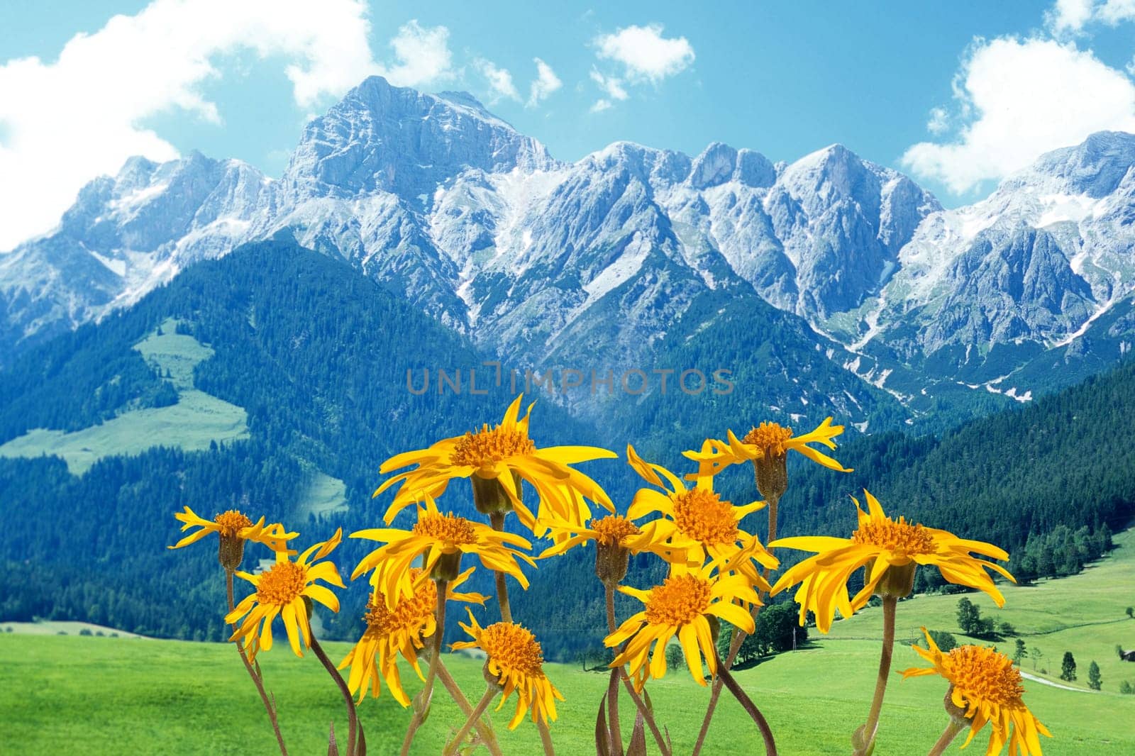 Arnika  Arnica montana  Gebirgspflanze