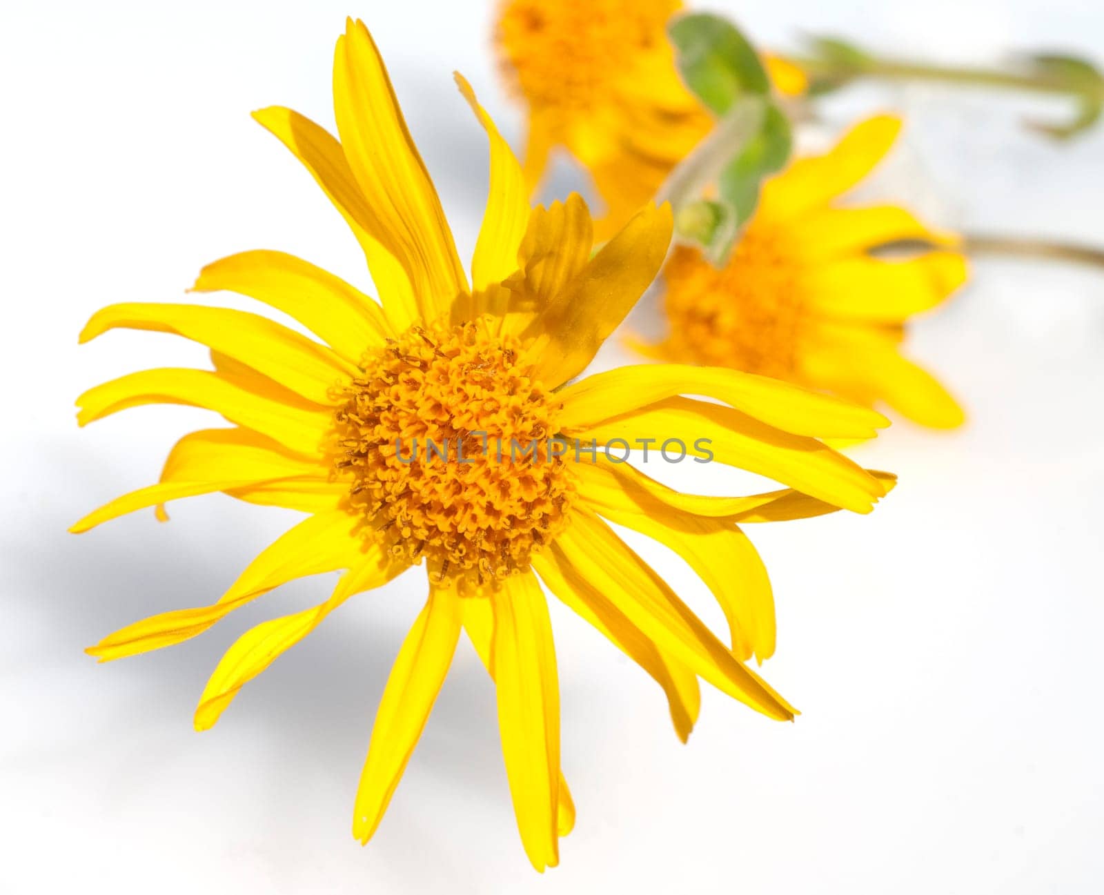 Arnika  Arnica montana  Gebirgspflanze