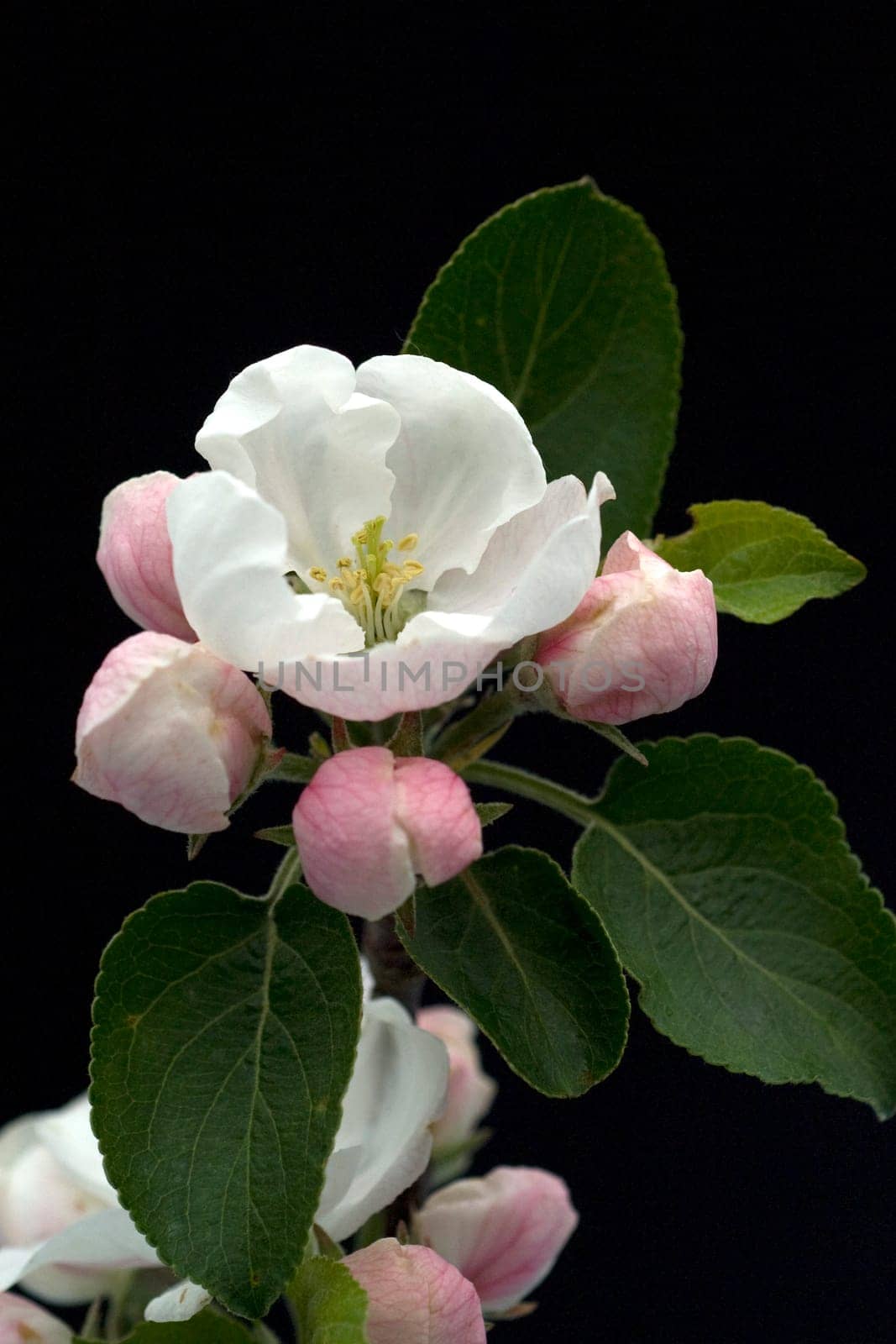 Apfelbluete  Apfelblueten  Malus, Apfelbaumblueten