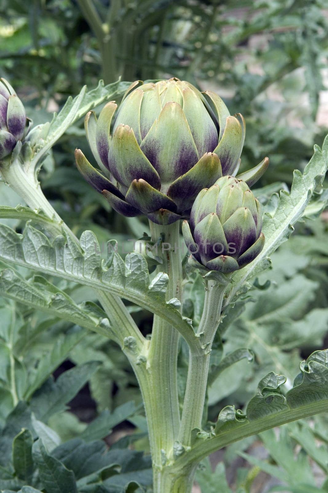 Artischocke, Cynara scolymus