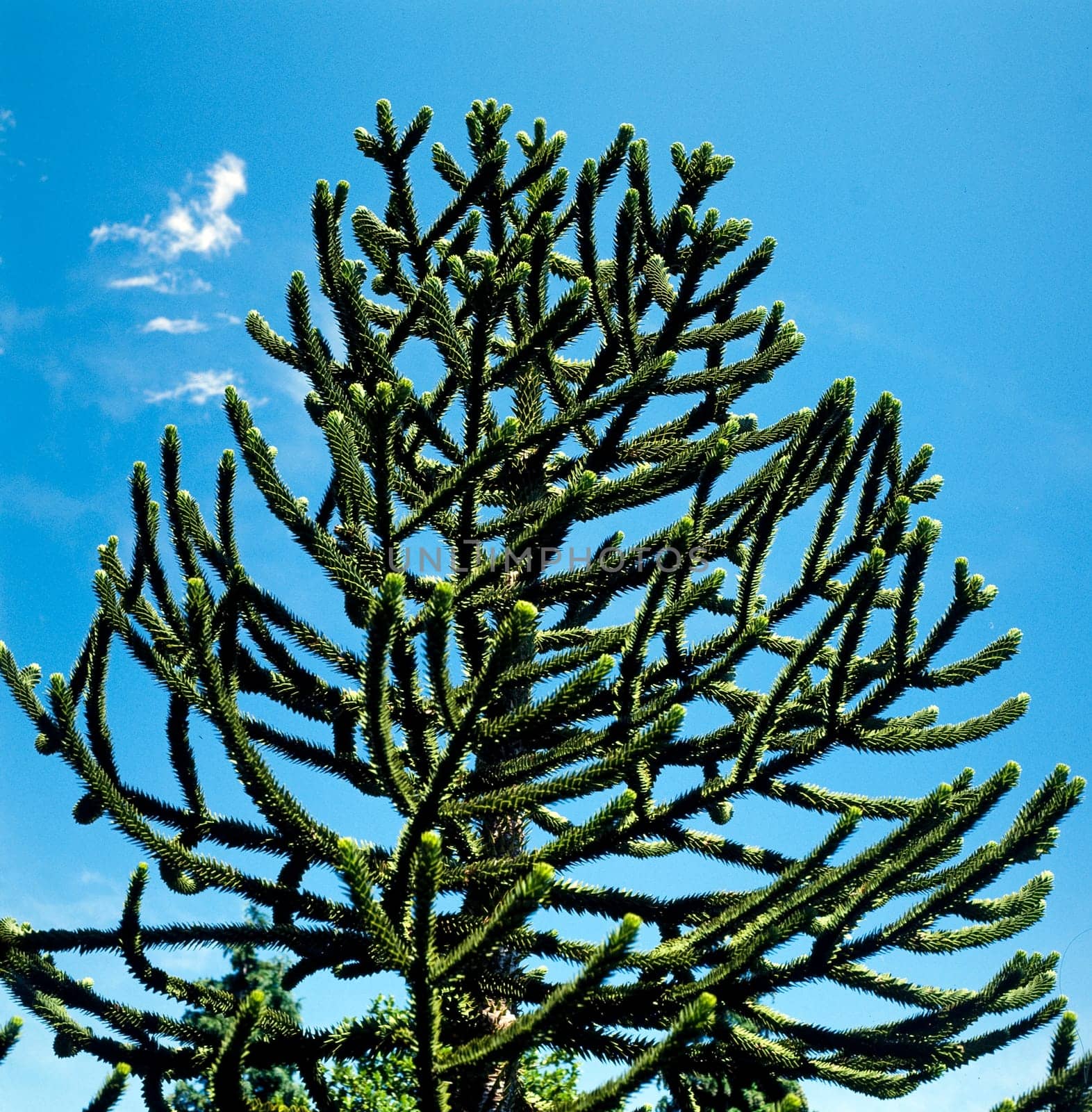 Araucaria